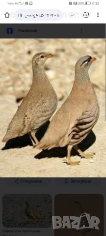 Персийска пустинна яребица , снимка 8 - други­ - 52923845