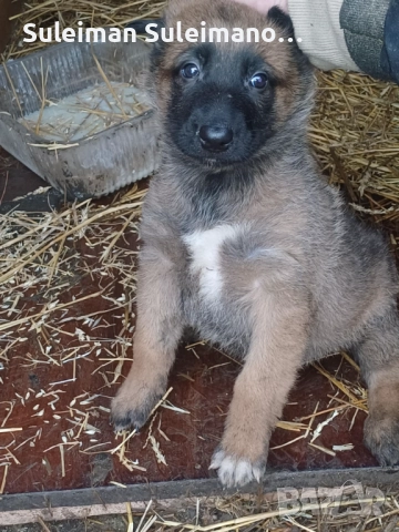 Продава се малко кученце мъшко на 40 дена 180 лв, снимка 6 - Белгийска овчарка - 52869965