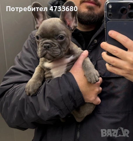 Френски Булдог , снимка 3 - Френски булдог - 53556925