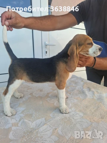 Бигъл, снимка 9 - Бигъл - 51015013