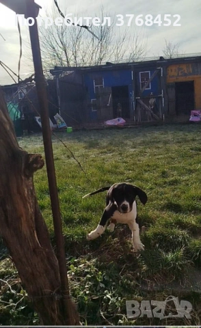 Продам женско гонче, снимка 2 - Гонче - 53237381