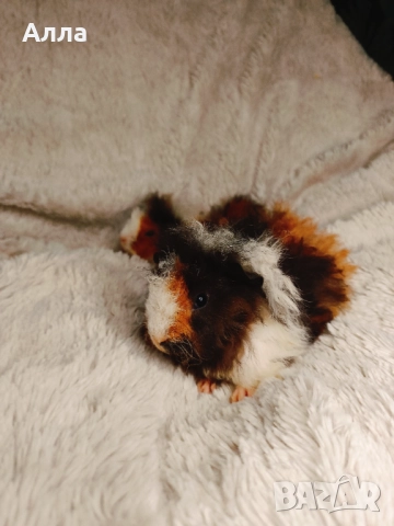 Соски свинчета альпако. С дълга къдрава коса. , снимка 7 - Морски свинчета - 52861716