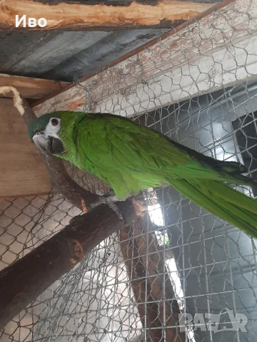 Продавам мъжка ара нобилис и мъжка веницуелска амазонаи или купувам женски