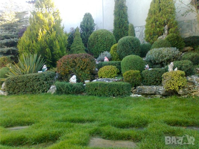 Извършвам пълна потдръжка на зелени площи , снимка 5 - Градински цветя и растения - 43799097