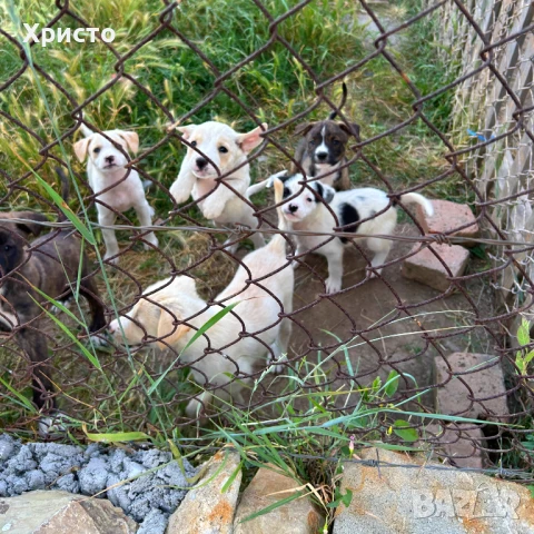 Подарявам кученца, снимка 1