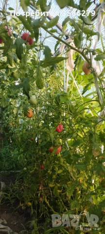 продавам 3 оранжерии 80 кв.м., снимка 13 - Оранжерии - 51869001