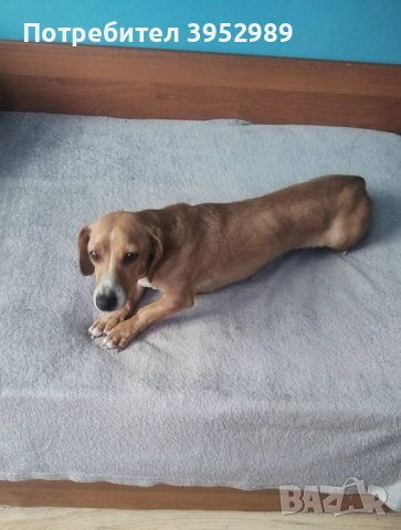 Продавам куче Дакел, но не изцяло чист, снимка 2 - Дакели - 52925935