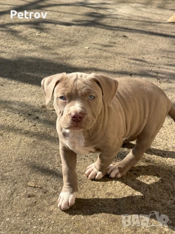 Американски булета , снимка 2 - Питбул - 52912672