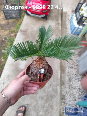 ЦИКАС, снимка 6 - Разсади - 48406399