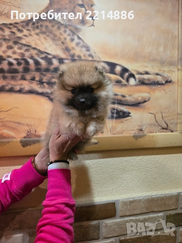 Померан женски , снимка 12 - Померан - 52939284