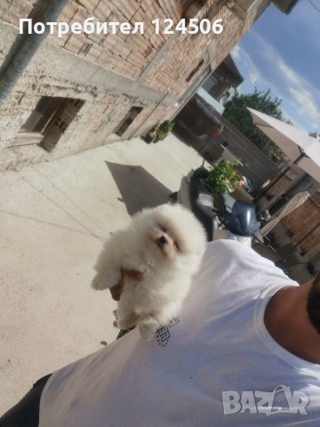 Померан, померанчета, снимка 11 - Померан - 38423393