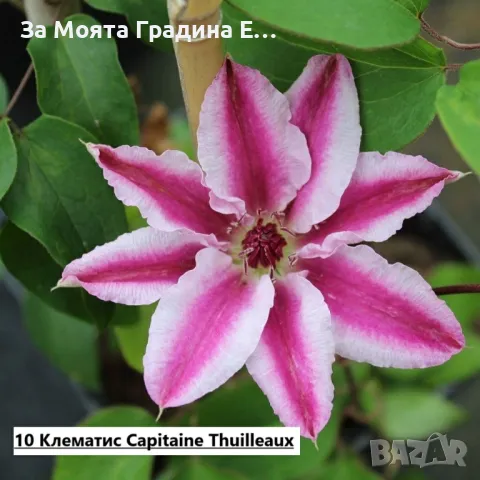 Клематис - 28 различни сорта , снимка 11 - Градински цветя и растения - 49760995