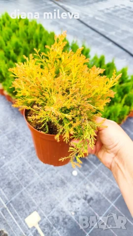 Западна туя Рейнголд (Thuja occidentalis Rheingold), студоустойчива, снимка 9 - Градински цветя и растения - 37392581