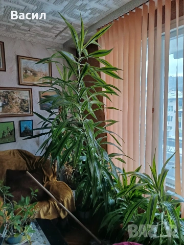 продавам драцени за офис и дом с височина до 2.70м