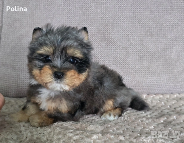 Момче Блумерле , снимка 5 - Йоркширски териер - 53046822