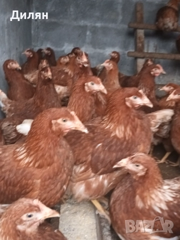 Ярки Ломан Браун