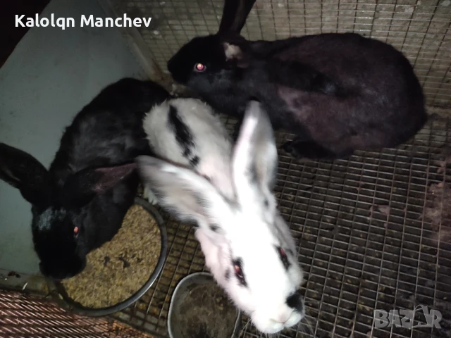 продавам зайци , снимка 5 - Други животни - 50505858