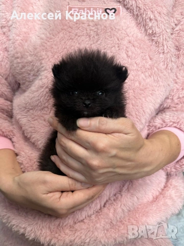 микро померан, снимка 2 - Померан - 53150475