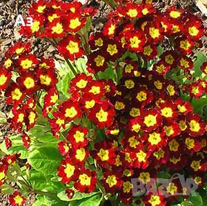 Продавам цветя Иглика (полска), снимка 4 - Разсади - 47332304