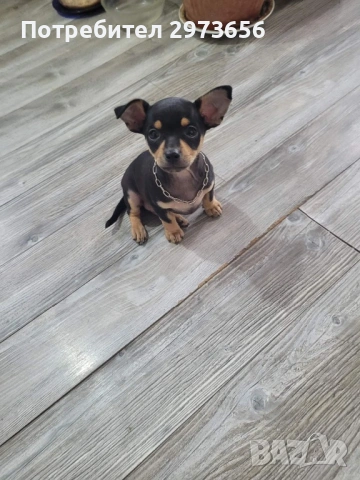 Сладък пинчер 