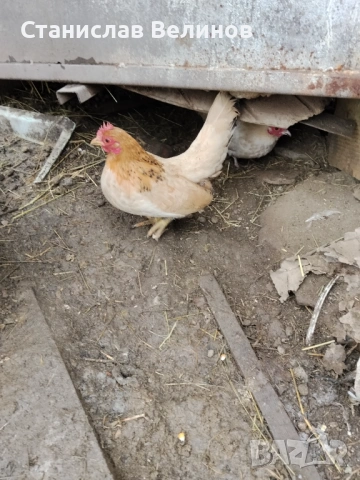 Продавам серама, снимка 2 - Кокошки и пуйки - 53221079