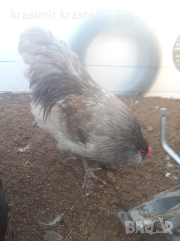 продавам петлета амераукана, снимка 2 - други­ - 53073462