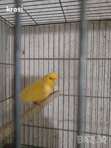 канарче, снимка 2 - Канари - 52976522