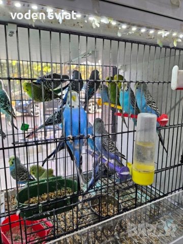 Разнообразие на папагали, снимка 3 - Папагали - 43127939