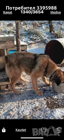 Подаряваме куче, снимка 11 - Изгубени/намерени - 52381561