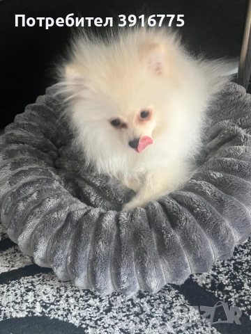 Померан 4-месеца