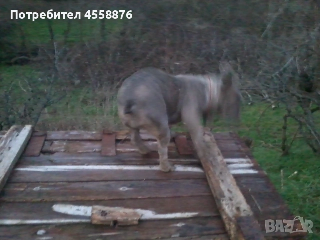 продавам френски булдог женски, снимка 3 - Френски булдог - 53394769