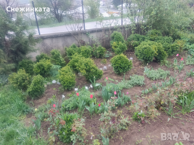 Продавам различни чемшири, снимка 12 - Градински цветя и растения - 36541426