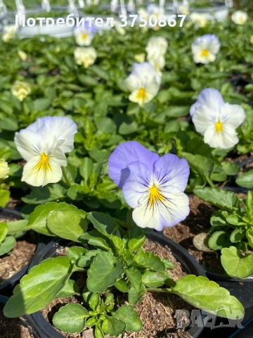 🩷🌿💛 КАСКАДНИ ТЕМЕНУЖКИ , снимка 8 - Градински цветя и растения - 51886340