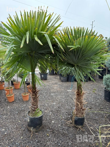 Палми трахикарпус до - 22 издръжливи 