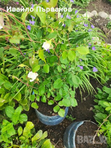 Рози!, снимка 6 - Градински цветя и растения - 36941095