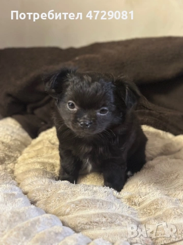 Чистокръвно дългокосместо чухуахуа, снимка 2 - Чихуахуа - 53368569