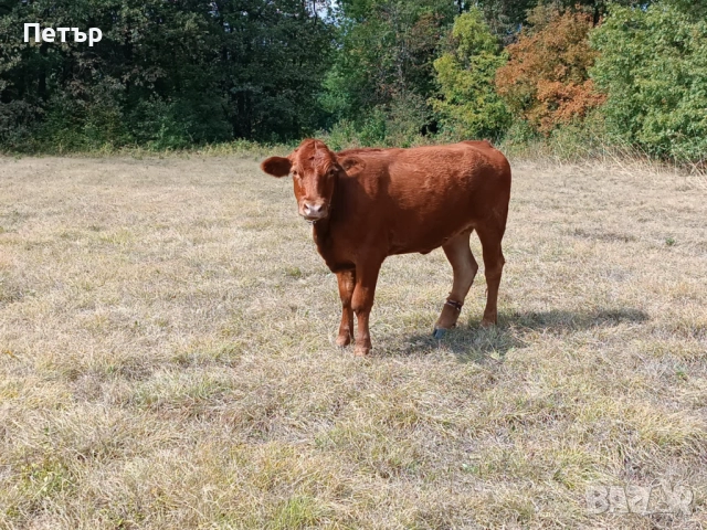 Продавам крави и телета, снимка 2 - Други животни - 51890171