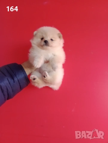 Померан. Реални снимки от 12.02.26 г.Померани., снимка 16 - Померан - 53035164