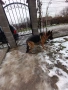 Продавам немска овчарка , снимка 2