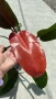 Philodendron 'Prince of Orange', снимка 3