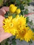 💜🌿🩷 Високостеблени хризантеми , снимка 18
