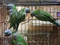 продавам папагали китаиски александар 3 женски 2023 г, снимка 7