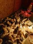 Пилета от 4 породи на 60 дена, снимка 1 - други­ - 36401529