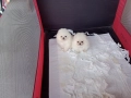 Мини Померани Миниатюрни минита. Момиченце и момченце. Снимки от 24.12.25 г. , снимка 5