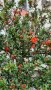 НАР за Отглеждане в Контейнер - Студоустойчив Сорт Wonderful , снимка 1 - Градински цветя и растения - 36974020