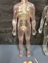 Модели на човешкото тяло Deagostini, снимка 4