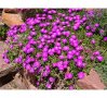 Продавам цветя Делосперма - разсад, за лятно засаждане, 4 цвята, снимка 14