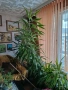продавам драцени за офис и дом с височина до 2.70м, снимка 1