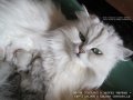 Котки Чинчила * Chinchilla Cats, безплатно посещение!, снимка 3