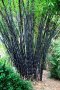 100 бр бамбукови семена градински растения Черен цвят бамбук Moso-Bamboo за декорация на градината д, снимка 1